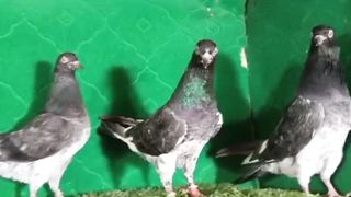 Beautiful pigeon breeder pair best flying 12