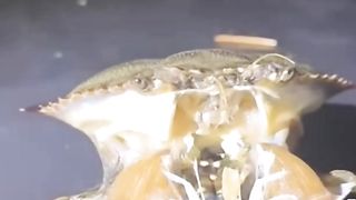 momen langka, untung kerekam kamera