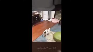 5 minutes funny cat dog compilation ???? funny animal videos