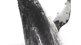 Whale ???? jumps out of water! #shorts.