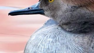 A merganser enjoys the last moments of the day