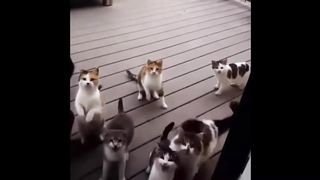 BEST CAT FAILS