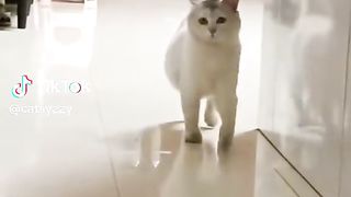 Funny cat