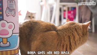 Kitten Meets His Long-Lost Sister