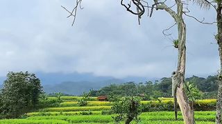 rice field view 2