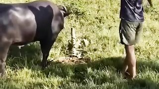 Beauty Of SANATAN Dharam #hindutva #buffalo #savelife #jayshreeram