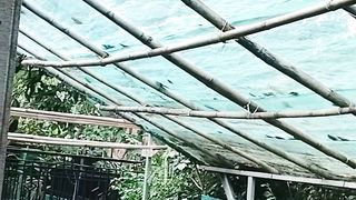 Jaring paranet untuk atap kolam yang bagus kerapatan berapa persen kang❓