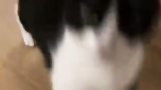 Funny animals 140