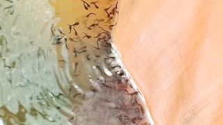 Larva lele umur 9 hari sedang belajar makan pasta, tenang kalau sudah terlihat seperti ini