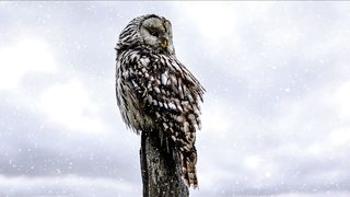 Bird animals