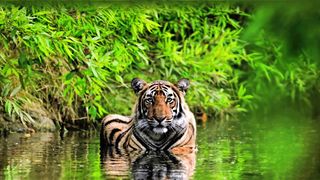 Tiger 7
