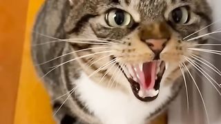 kucing ini bisa bicara, coba dengar baik baik baik