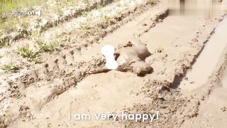 30 Minutes of Funny Dogs