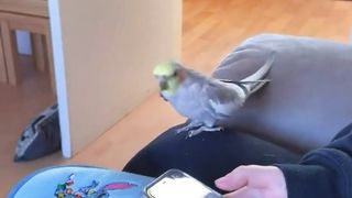 Cocktail Parrot beautiful moment