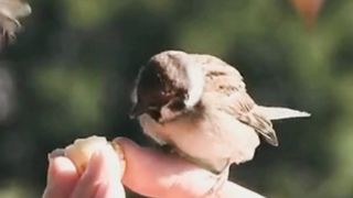 Eating Birds food, # bird # food #viral