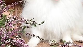 Cute dog 24