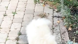 Lovely dog 4