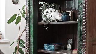 Cats videos 3