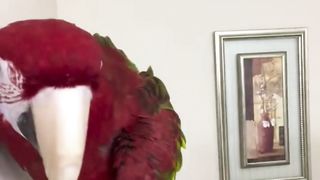 Cocktail Parrot original sound