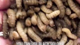 Maggot BSF 2