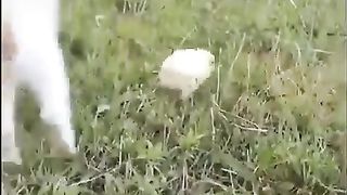 kitten playing with chick