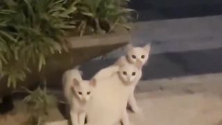 Three cute cats
