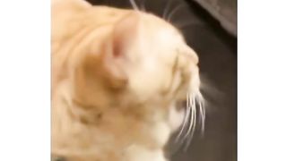 Cat rethinking his life choices