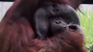 Gorilla doing mad