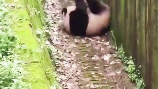 The fallen panda