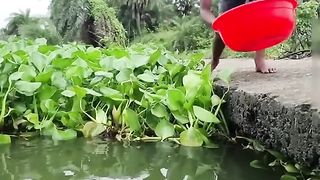 Wow Really Unbelievable Finger Hook Fishing Technique #fish #video #shorts #finger_hook_trap