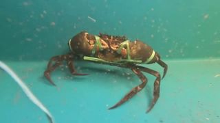 New Crab Farm in Singapore City _ Pacific Aquaculture.