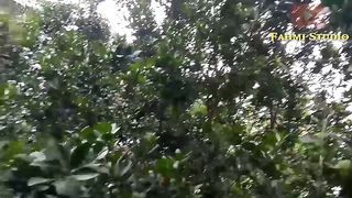 HOW TO MAKE AN ORANGE TREE FRUIT QUICKLY
