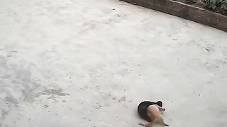 Cats Fight 2