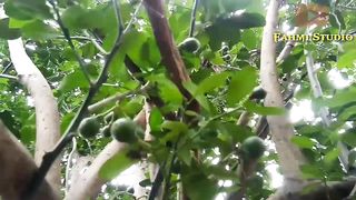 HOW TO MAKE AN ORANGE TREE FRUIT QUICKLY #Part 3