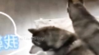 cat did the husky dirty