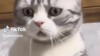 Funny and cute cat