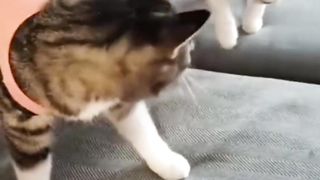 The end Cat