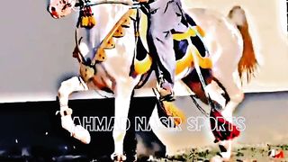 #febspot#foryou #foryoupage#horses#ridings#vedio81#ahmad#nasir#sports#fyb#fybpage fybpage#chak#no168/171NB