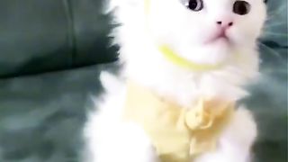 Cat teletubbies