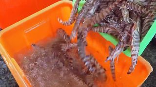 Delicious！Giant Tiger Shrimp Harvesting and Cooking with Garlic Sauce