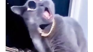 Funny Cat Videos | Funny vedios #viralvedio #foryou