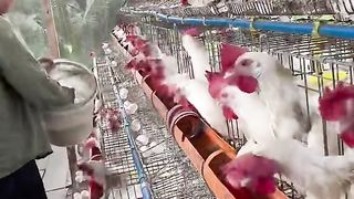 chicken Eggs