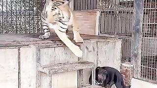 The tiger friendsh