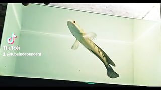 Animal 46