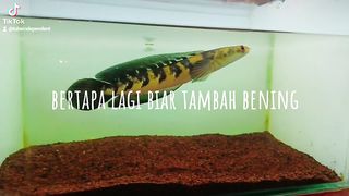 Treatment Channa maru yellow sentarum