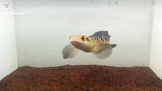 Dance fish