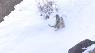 Snow leopard cubs playing.