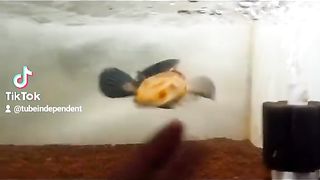 Metal fish