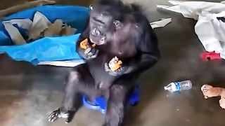 Funny Monkey Viral Video 119