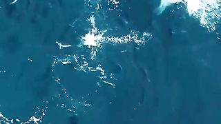 PENGUIN VS SEAL_ WILDLIFE ANIMALS